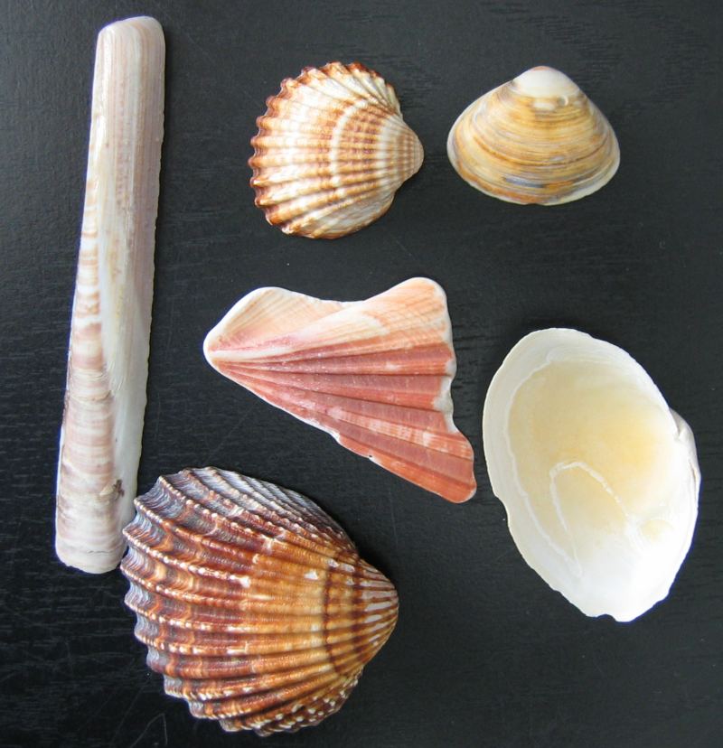 bivalvia
