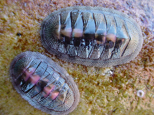 poliplacophora