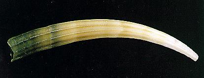 scaphopoda